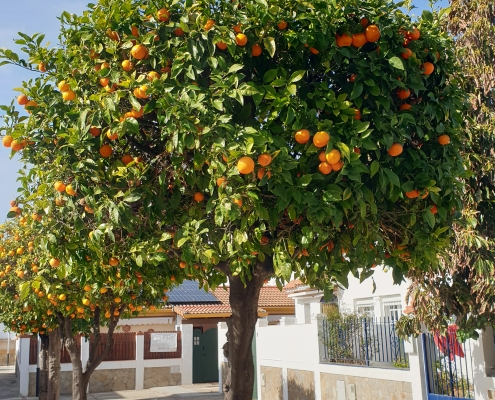 Andalusien beste Reisezeit: ein Orangenbaum im Winter.