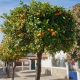 Andalusien beste Reisezeit: ein Orangenbaum im Winter.