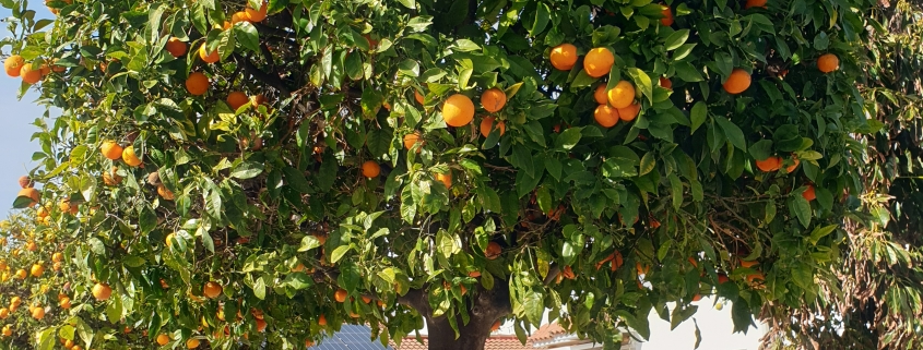 Andalusien beste Reisezeit: ein Orangenbaum im Winter.