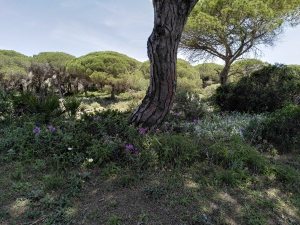 Pinienwald und Bodenvegetation im Naturpark Las Breñas in Cádiz.