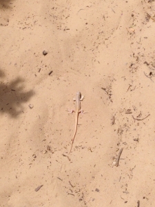 Mauergecko im Naturpark Las Breñas.