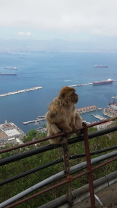 Affe in Gibraltar.